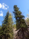Spruce trees stretching into blue sky